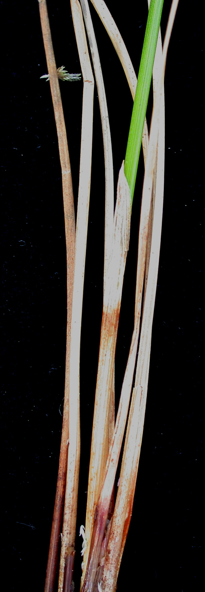 Eriophorum chamissonis (alternate view 9)