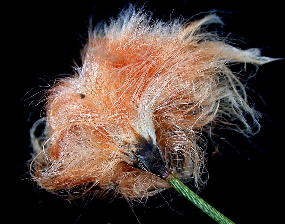 Eriophorum chamissonis (alternate view 10)