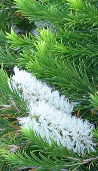 Melaleuca armillaris (Bracelet Honey-myrtle)