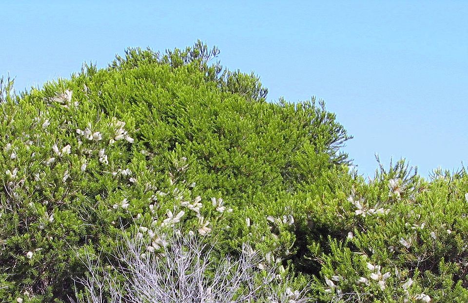 Melaleuca armillaris (Bracelet Honey-myrtle) (alternate view 2)