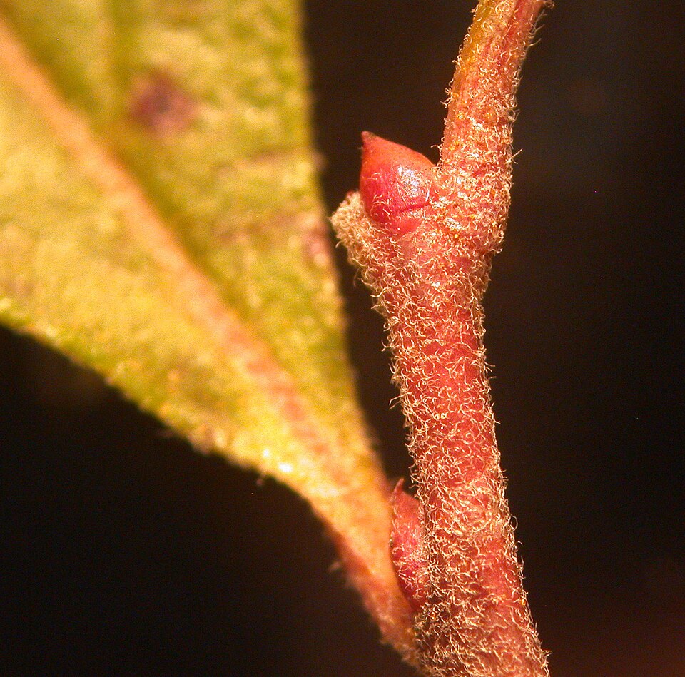 Gaylussacia baccata (black huckleberry) (alternate view 5)