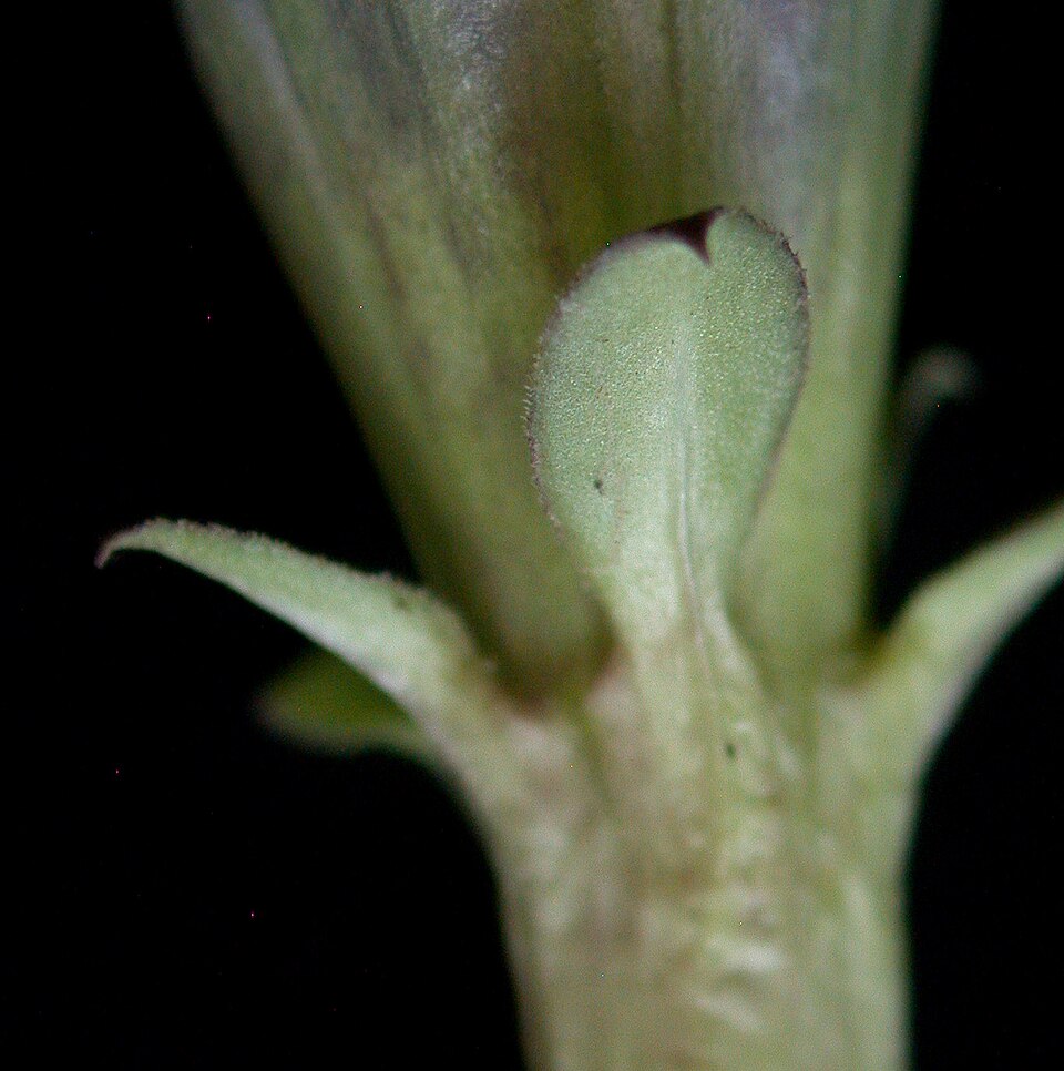 Gentiana andrewsii (closed bottle gentian) (alternate view 5)