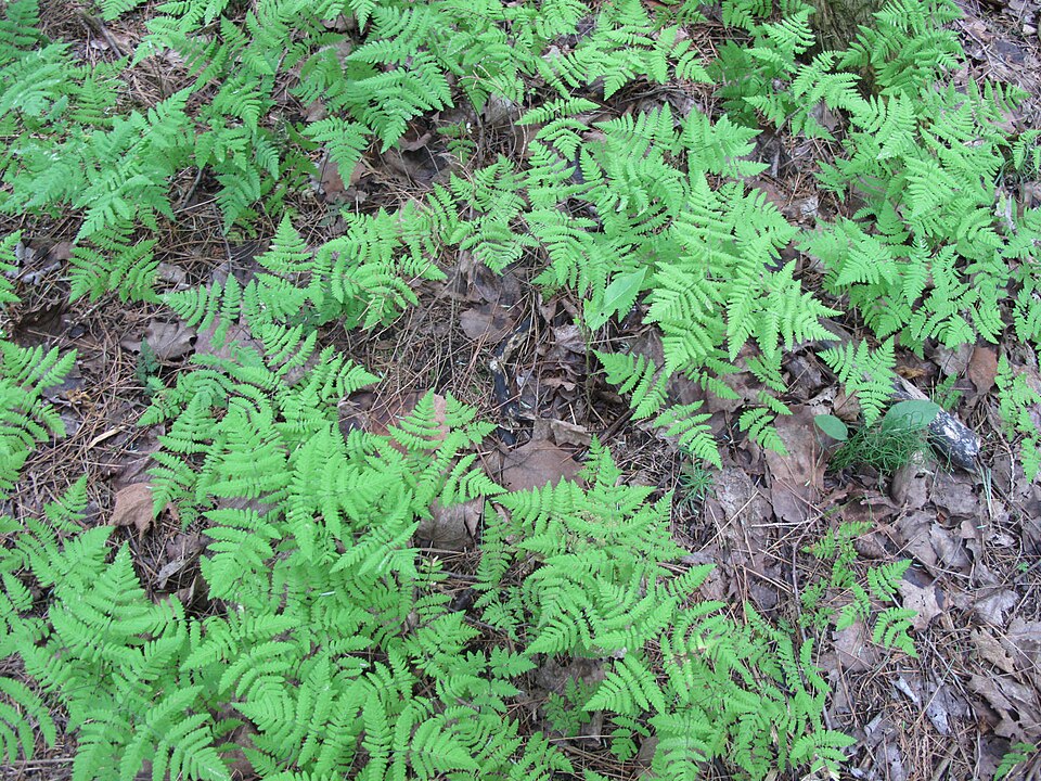 Gymnocarpium disjunctum (oak fern) (alternate view 7)