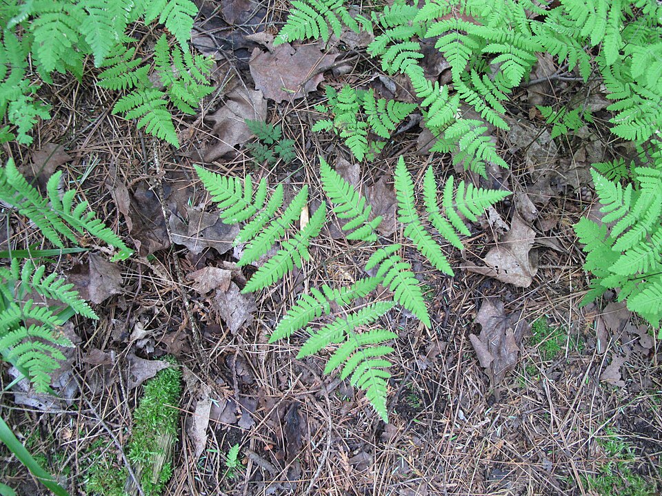 Gymnocarpium disjunctum (oak fern) (alternate view 8)
