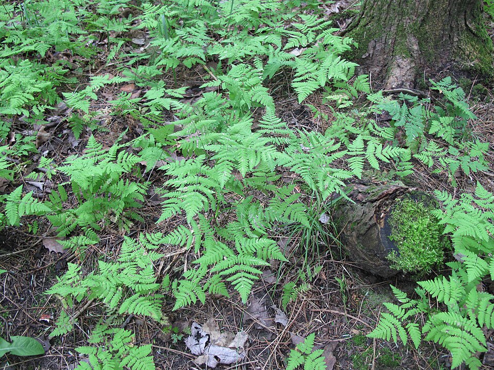Gymnocarpium disjunctum (oak fern) (alternate view 9)