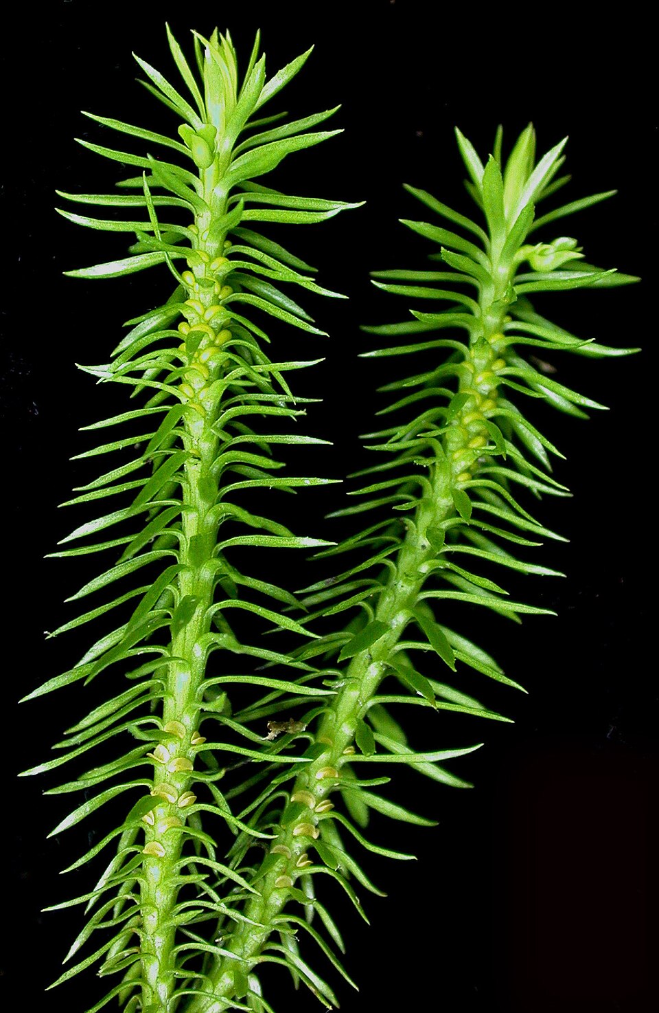 Huperzia lucidula (shining firmoss) (alternate view 6)