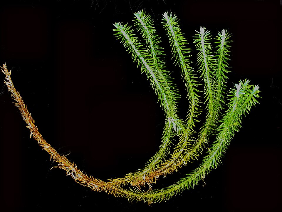 Huperzia lucidula (shining firmoss) (alternate view 7)