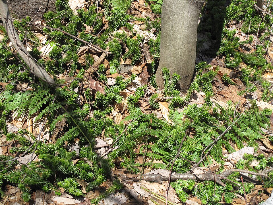 Huperzia lucidula (shining firmoss) (alternate view 8)