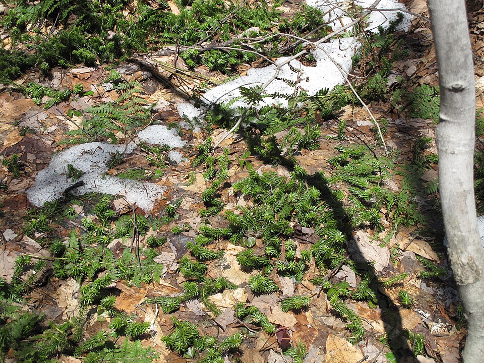 Huperzia lucidula (shining firmoss) (alternate view 9)