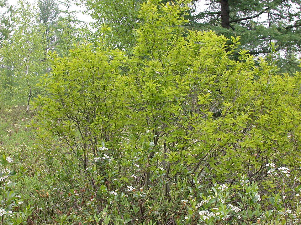 Ilex mucronata (Mountain holly) (alternate view 10)