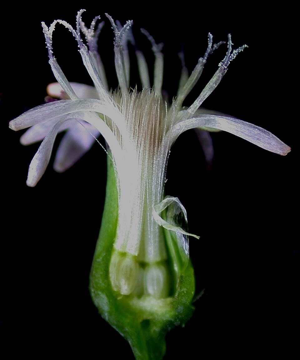 Lactuca biennis (tall blue lettuce) (alternate view 7)