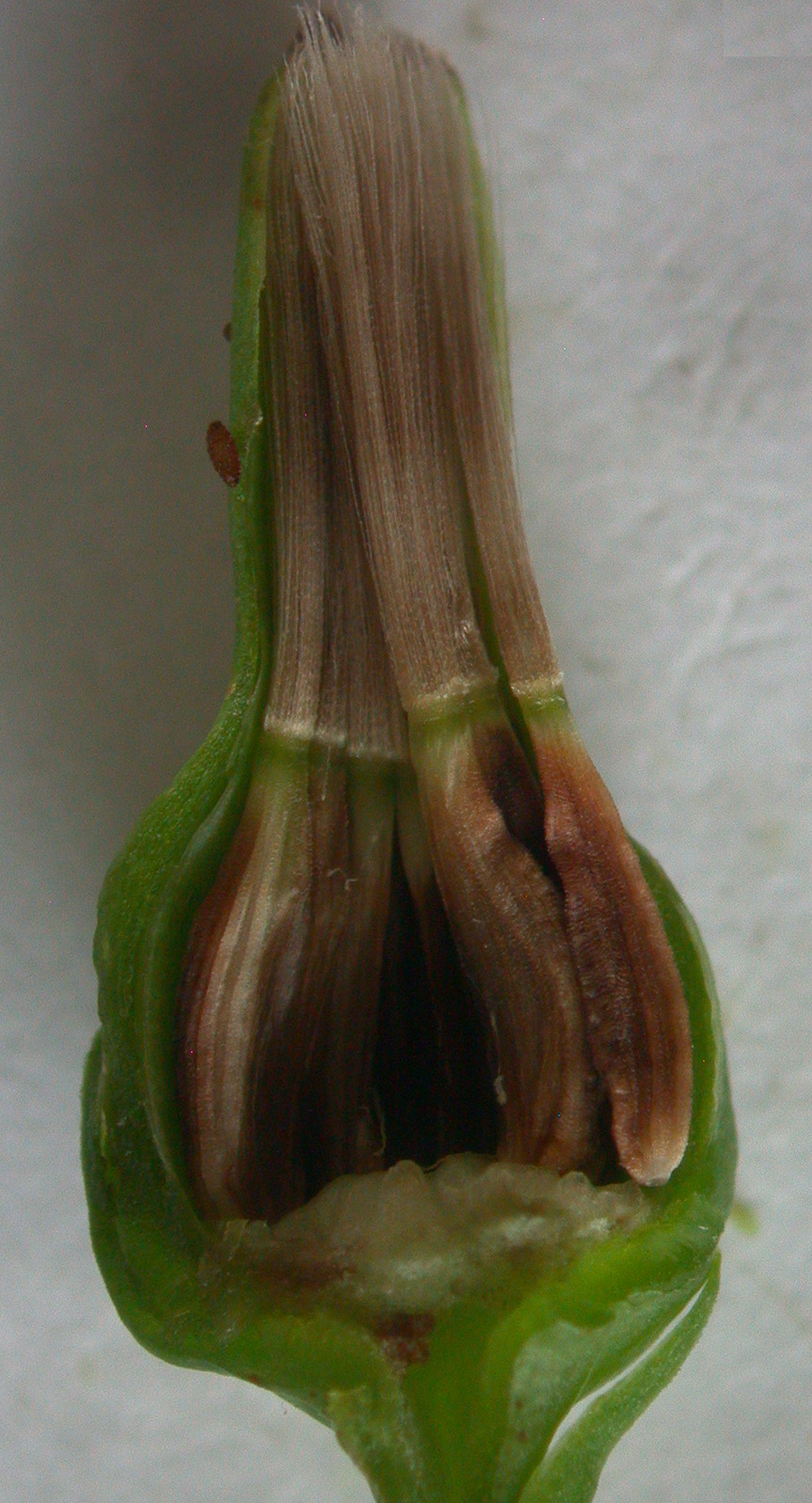 Lactuca biennis (tall blue lettuce) (alternate view 8)