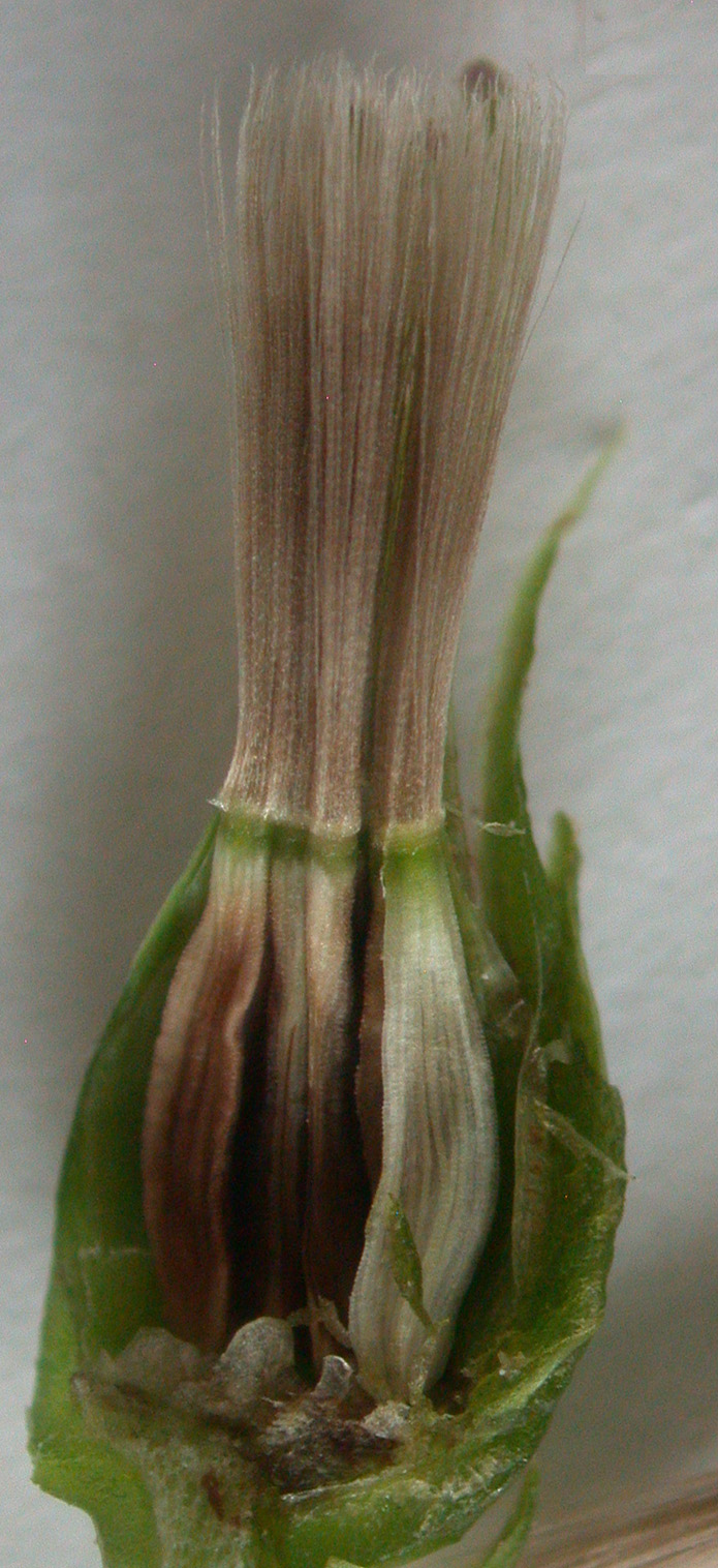 Lactuca biennis (tall blue lettuce) (alternate view 9)