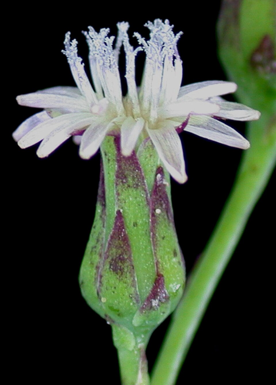Lactuca biennis (tall blue lettuce) (alternate view 10)