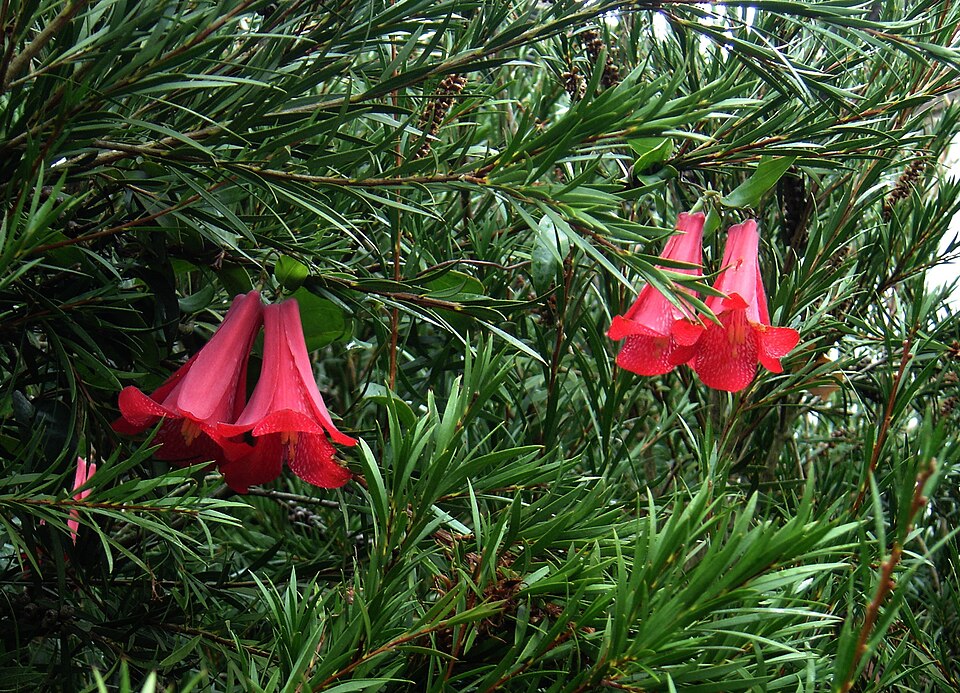 Lapageria rosea (alternate view 8)