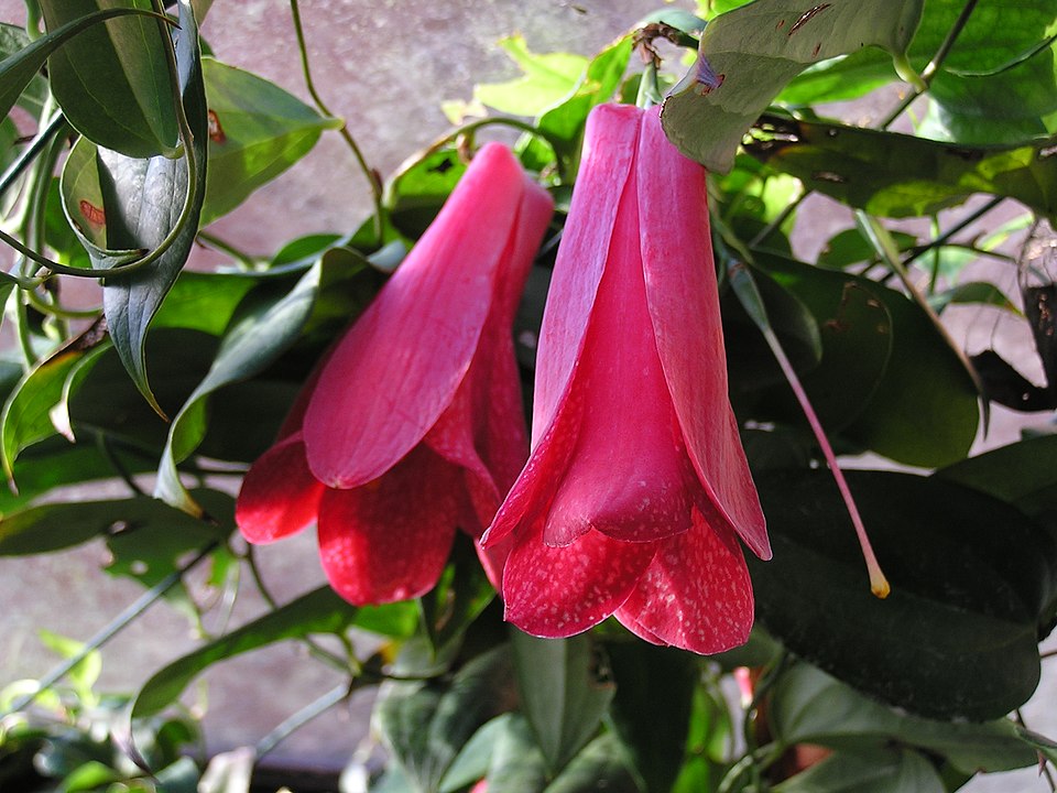 Lapageria rosea (alternate view 9)