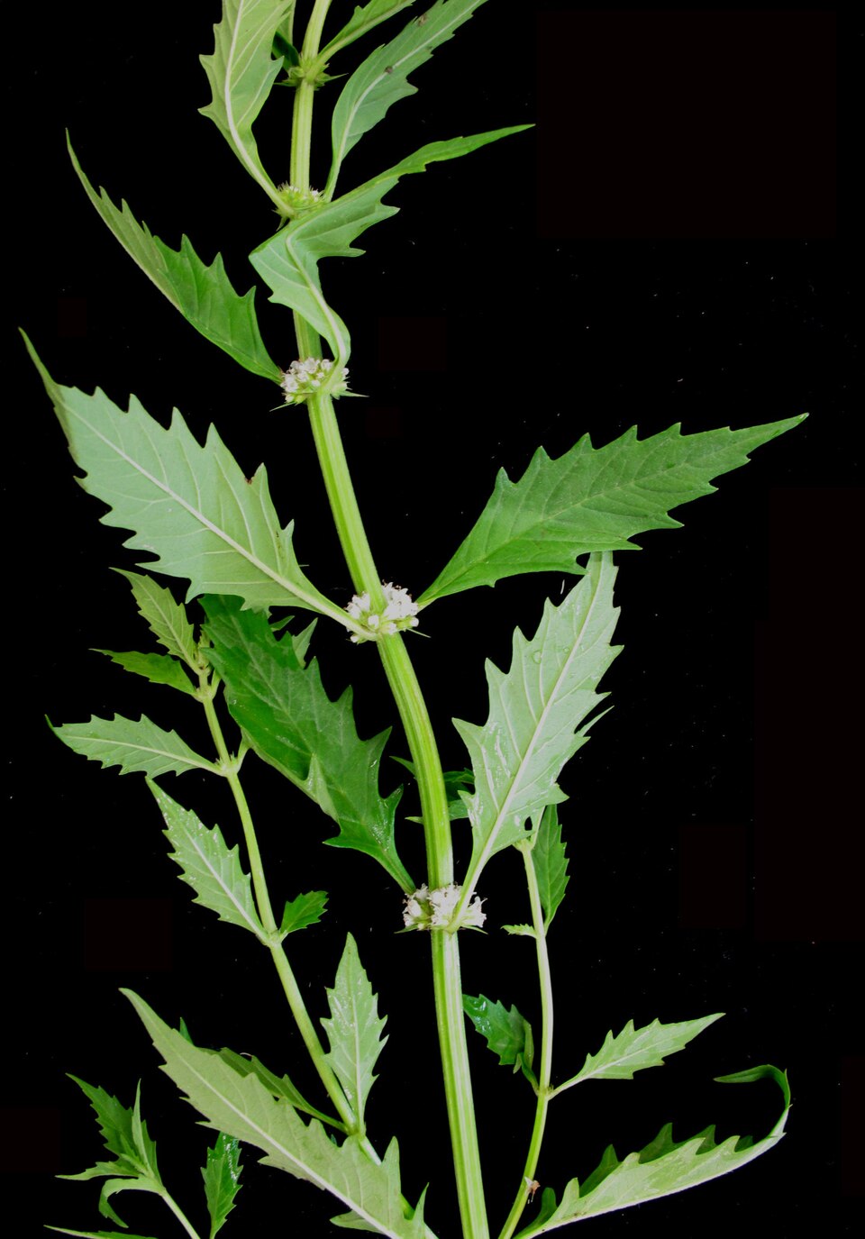 Lycopus americanus (American bugleweed) (alternate view 8)