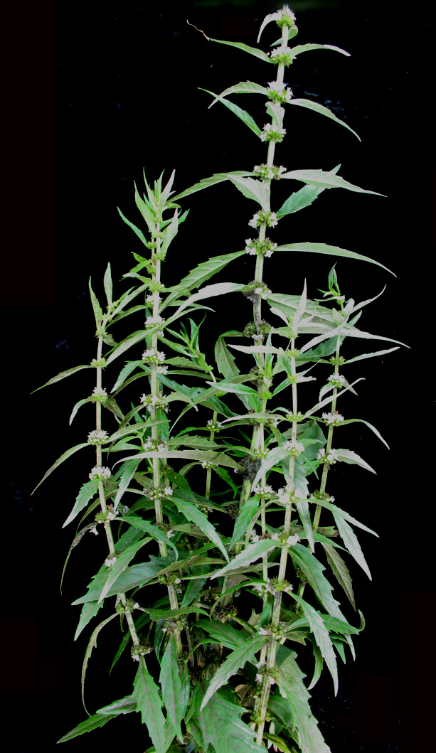 Lycopus americanus (American bugleweed) (alternate view 9)