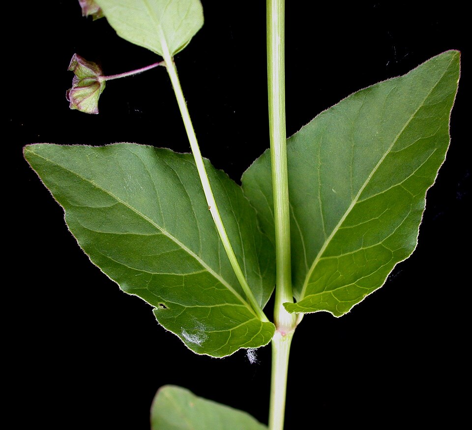 Mirabilis nyctaginea (Wild Four o'Clock) (alternate view 8)