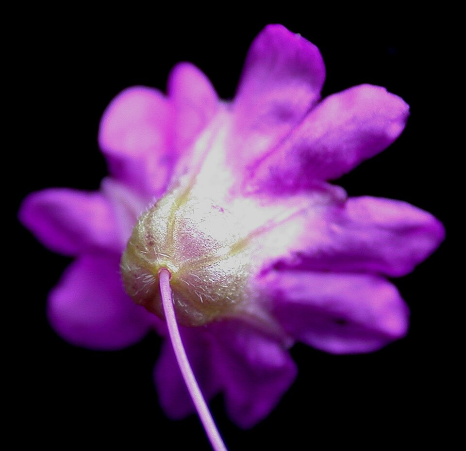 Mirabilis nyctaginea (Wild Four o'Clock) (alternate view 9)
