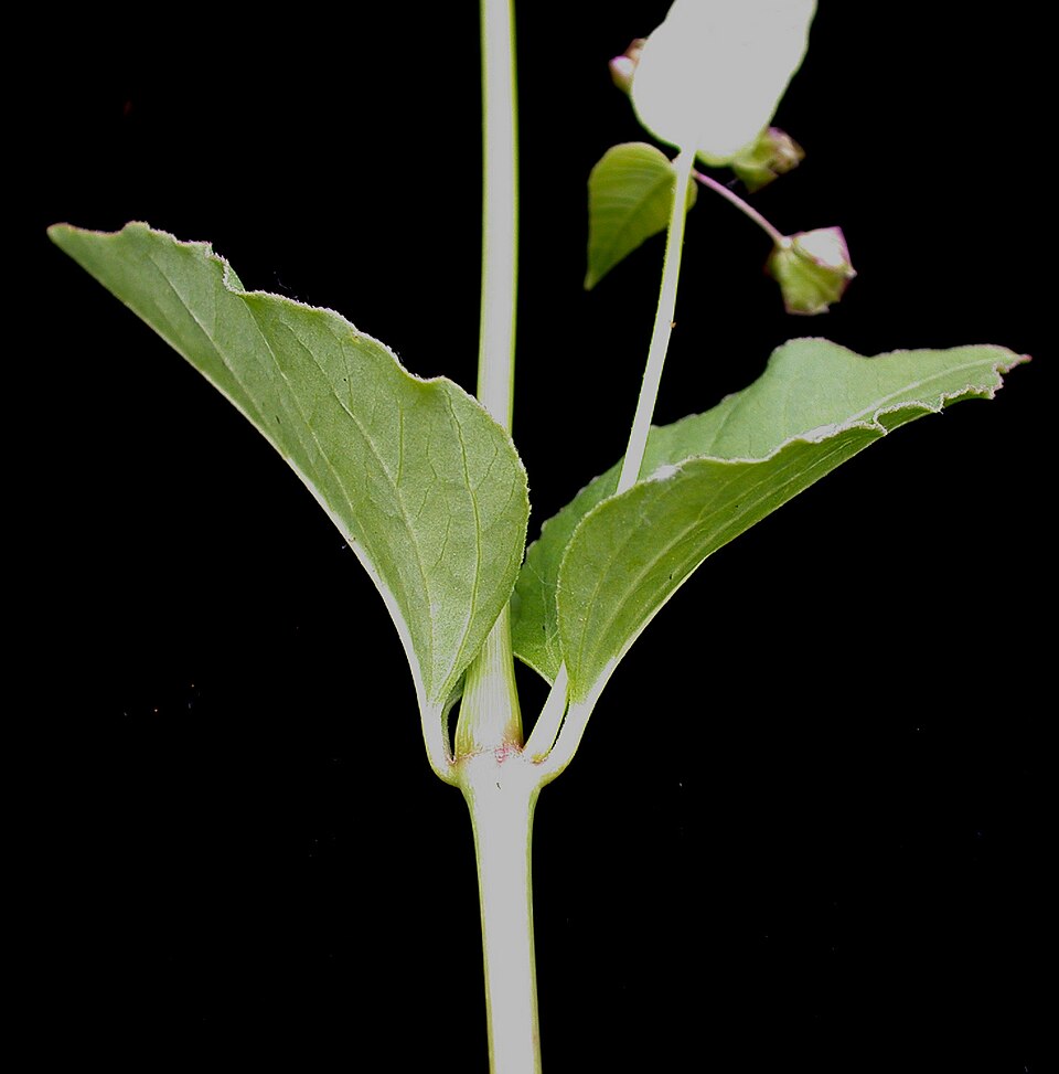 Mirabilis nyctaginea (Wild Four o'Clock) (alternate view 10)