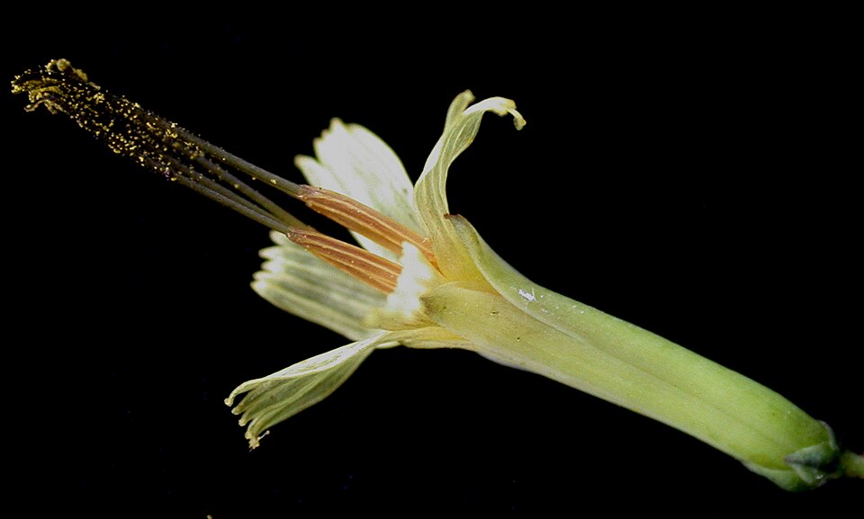 Nabalus altissimus (tall rattlesnake root) (alternate view 10)