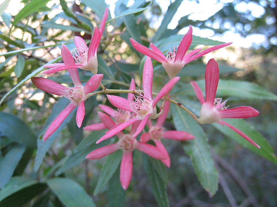 Ceratopetalum gummiferum (New South Wales christmas bush) (alternate view 5)