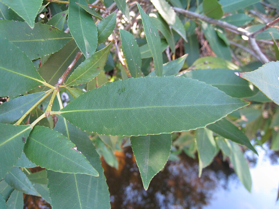 Ceratopetalum apetalum (coachwood) (alternate view 10)