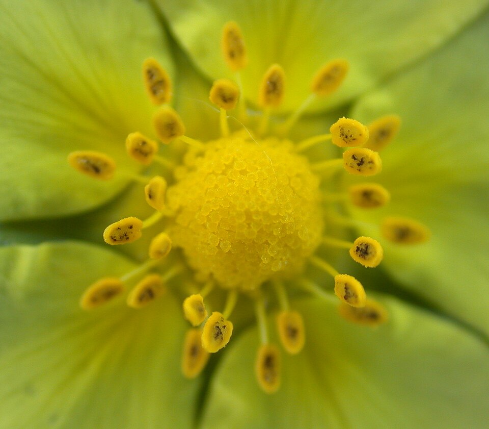 Potentilla recta var. sulphurea