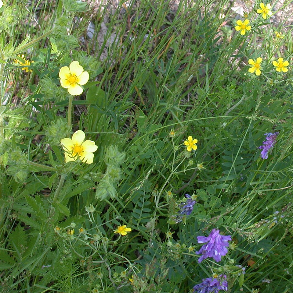 Potentilla recta var. sulphurea (alternate view 2)
