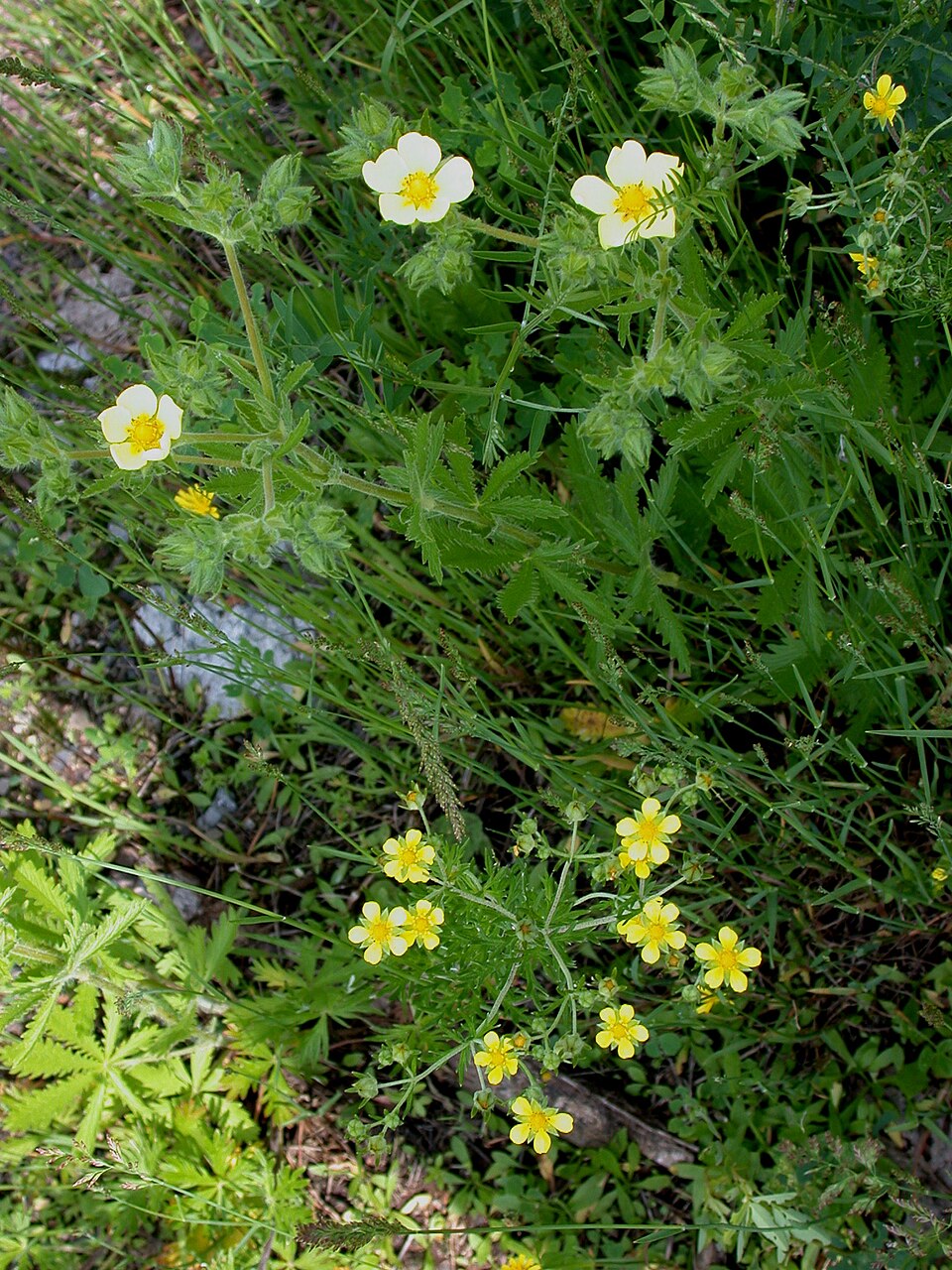 Potentilla recta var. sulphurea (alternate view 3)