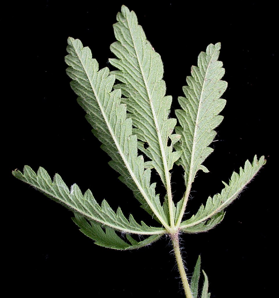 Potentilla recta var. sulphurea (alternate view 4)