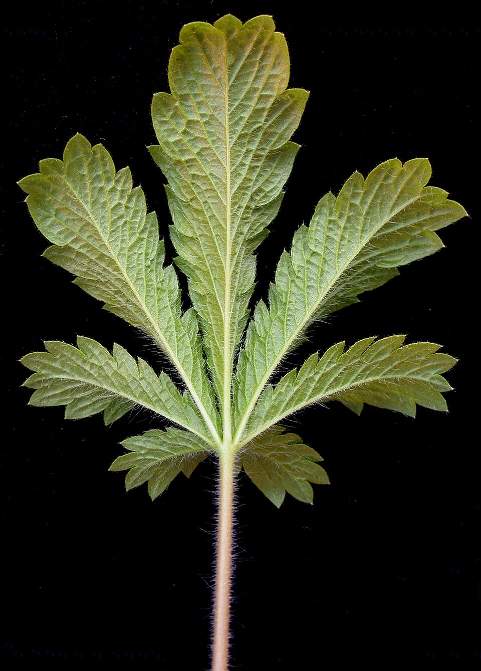 Potentilla recta var. sulphurea (alternate view 5)