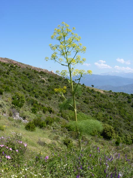 Ferula communis (giant fennel) (alternate view 9)