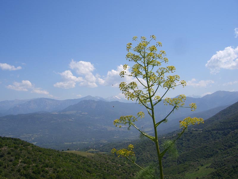 Ferula communis (giant fennel) (alternate view 10)