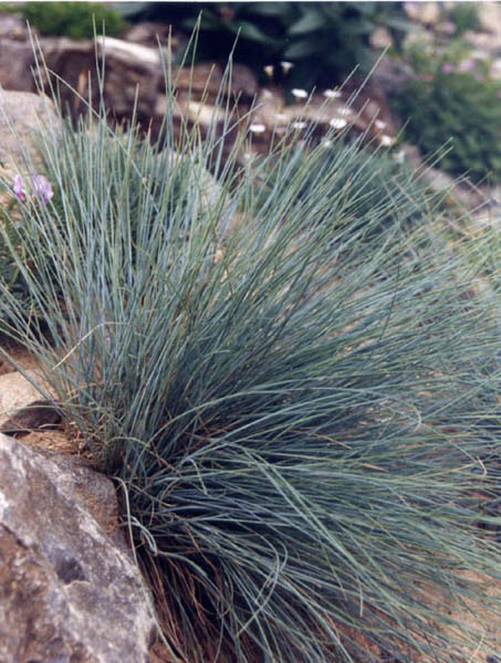 Festuca glauca (blue fescue) (alternate view 9)