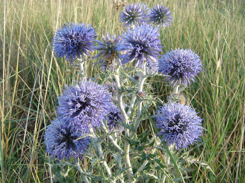 Echinops ritro, Globe thistle — upright deciduous (Asteraceae) (image 6 of 10)