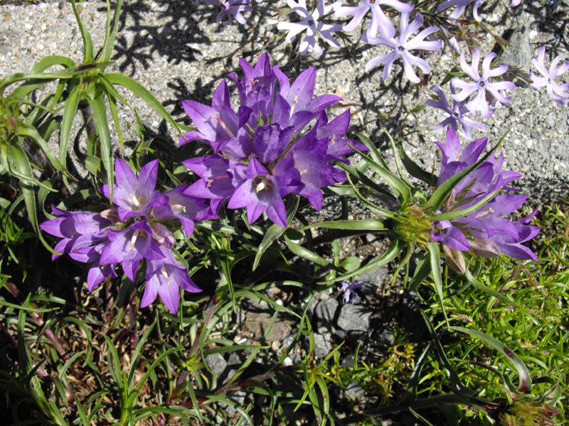 Edraianthus graminifolius (Grassy Bells) (alternate view 6)