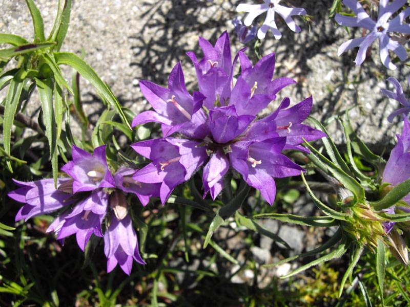 Edraianthus graminifolius (Grassy Bells) (alternate view 7)