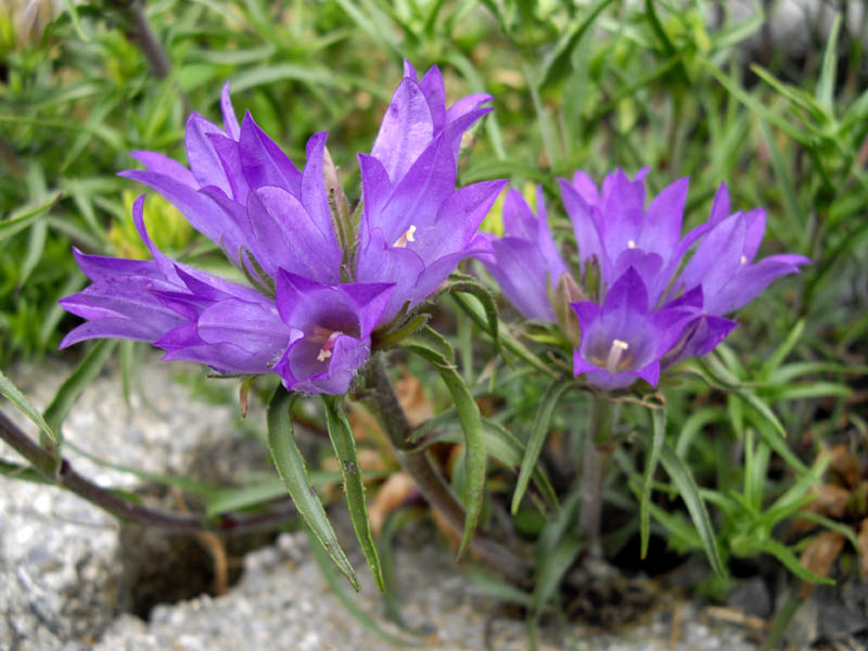 Edraianthus graminifolius (Grassy Bells) (alternate view 8)