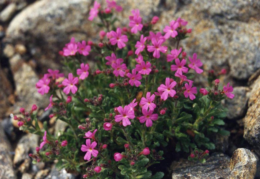Erinus alpinus (Fairy Foxglove)