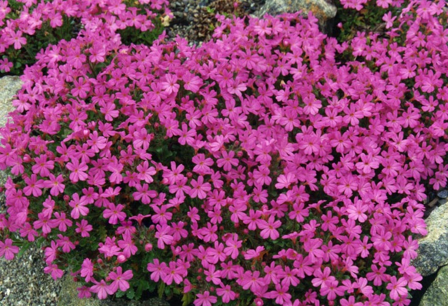 Erinus alpinus (Fairy Foxglove)