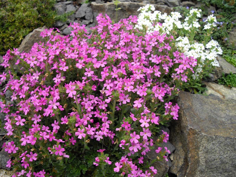 Erinus alpinus (Fairy Foxglove)
