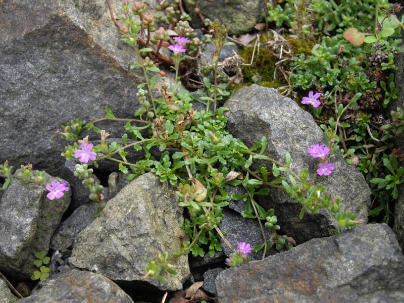 Erinus alpinus (Fairy Foxglove)