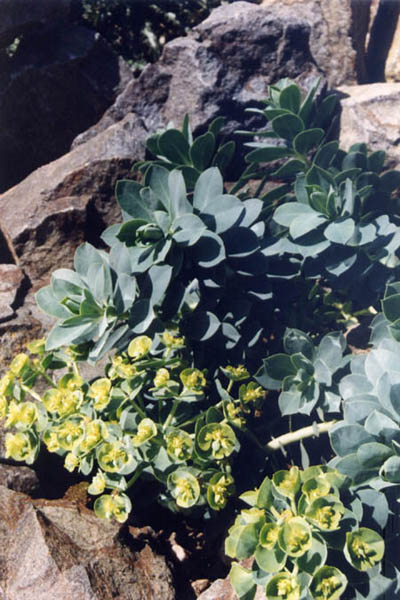 Euphorbia myrsinites (Myrtle Spurge) (alternate view 9)