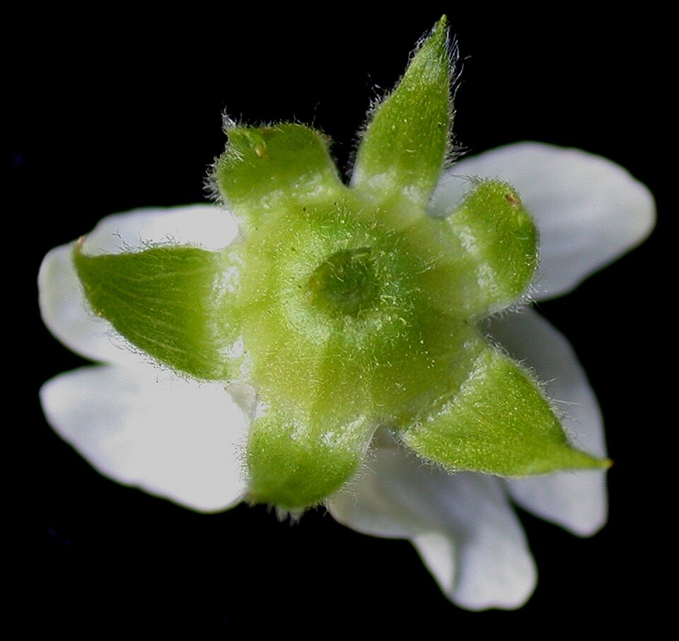 Rubus pubescens (dwarf raspberry) (alternate view 10)