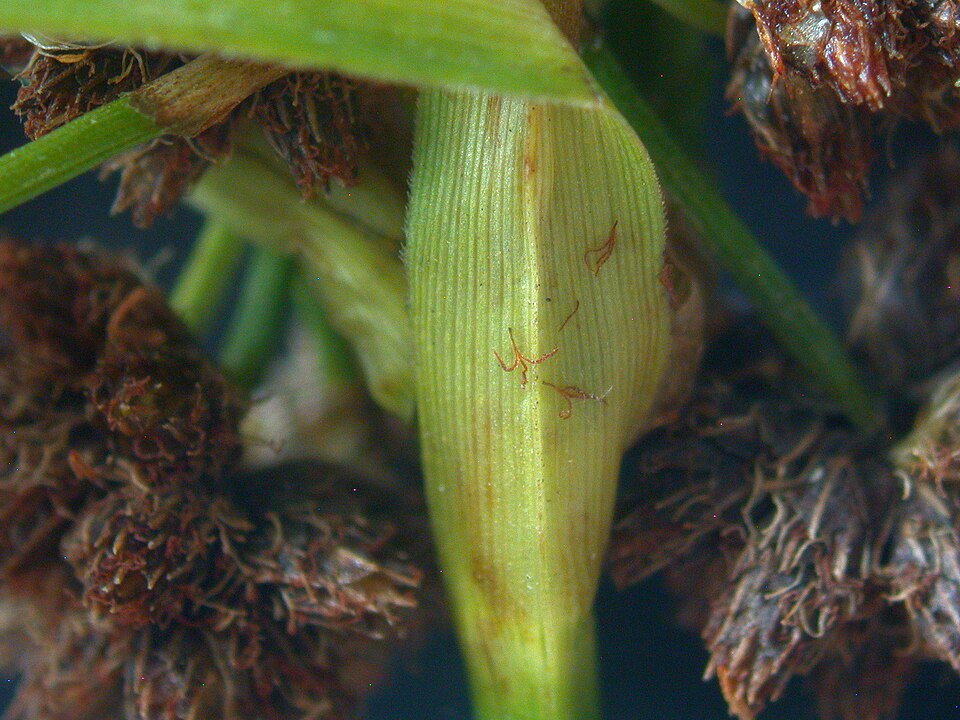 Scirpus atrovirens (dark green bulrush) (alternate view 9)