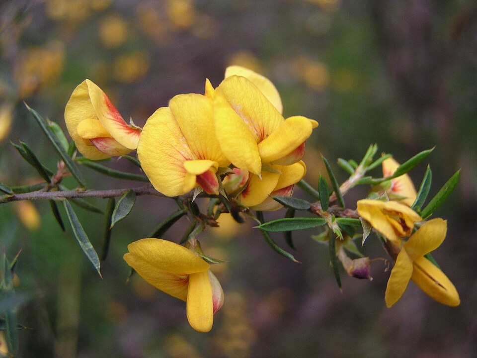Pultenaea juniperina (prickly beauty) (alternate view 7)