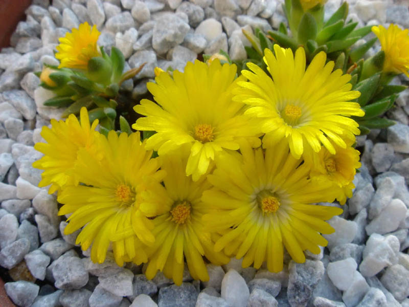 Delosperma congestum 'Gold Nugget' (Gold Nugget Ice Plant) (alternate view 2)