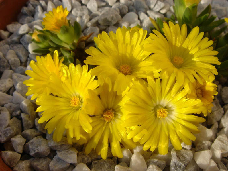 Delosperma congestum 'Gold Nugget' (Gold Nugget Ice Plant) (alternate view 3)